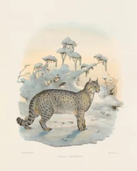 Lince estepario (Felis caudatus)