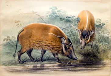 El cerdo del río rojo, 1865