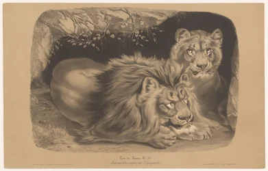 león y leona Lion et Lionne (título sobre el objeto) Estudios con animales en dos tipos de tiza (título de la serie) Etude aux deux crayons par Z. Gengembre (título de la serie sobre el objeto)