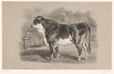 Toro en un prado Taureau (título sobre objeto) Estudios con animales en dos tipos de tiza (título de la serie) Etude aux deux crayons par Z. Gengembre (título de la serie sobre el objeto)