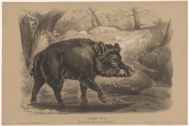 Jabalí Sanglier (título sobre objeto) Estudios con animales en dos tipos de tiza (título de la serie) Etude aux deux crayons par Z. Gengembre (título de la serie)