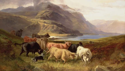 Ganado de las Tierras Altas con un Collie