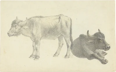 Vaca acostada y de pie