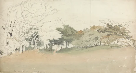 Árboles cerca de Hastings