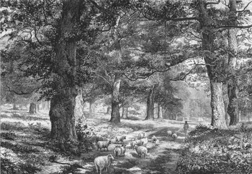 En el Bosque de Sherwood, c. 1875
