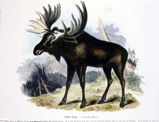 El Alce (Cervus alces) ilustración educativa publicada por la Sociedad para la Promoción del Conocimiento Cristiano