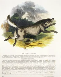 El lobo (Canis lupus) ilustración educativa publicada por la Sociedad para la Promoción del Conocimiento Cristiano, 1843