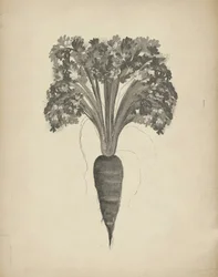 Dibujo botánico de una zanahoria