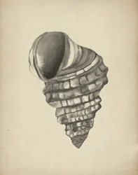 Concha en espiral detallada