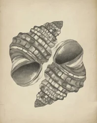 Conchas en espiral detalladas