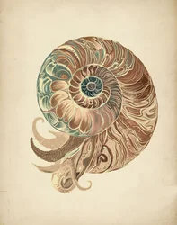 Elegante concha de nautilus