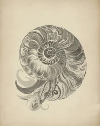 La intrincada espiral del nautilo