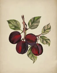 Rama de ciruelas maduras