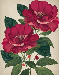Rosa de la Providencia