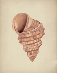 Estudio de la concha en espiral