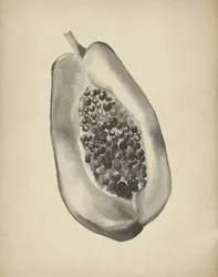 Media papaya tropical