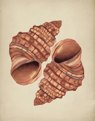 Dos caracolas