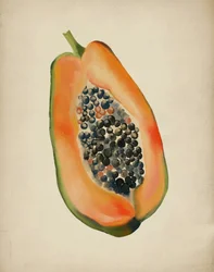 Media papaya de colores vivos