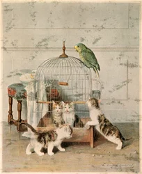Chatons