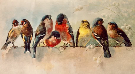 Pájaros