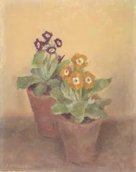 Prímulas