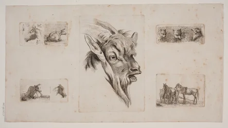 Caballos, vacas, gatos y una cabeza de cabra. Placa de prueba con cinco grabados