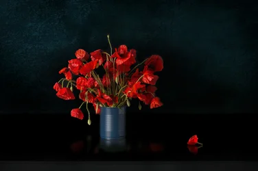 Amapolas rojas espectaculares