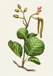 Estudio botánico del aliso