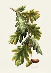 Bellotas de roble botánicas
