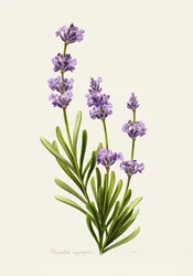 Elegante lavanda botánica