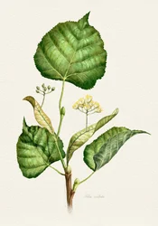Rama de tilo en flor