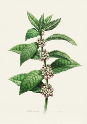 Menta en flor (nombre botánico)