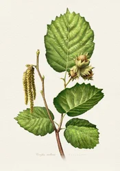 Rama de avellano (botánica)