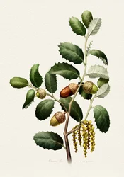 Bellotas de roble - Botánica