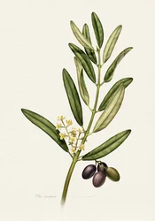 Rama de olivo con frutos