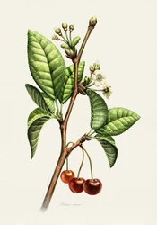 Rama botánica de cerezo dulce