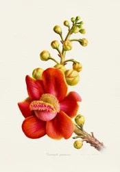 Flor de bala de cañón de colores vivos