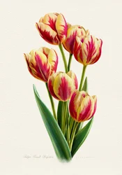 Tulipanes de rayas de colores vivos