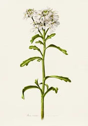Candytuft blanco (descripción botánica)