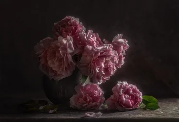 Peonías de color rosa oscuro