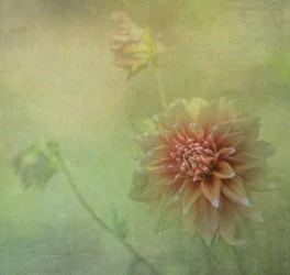 Flor de dalia de ensueño