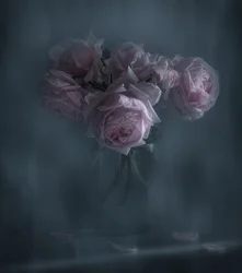 Rosas rosas melancólicas