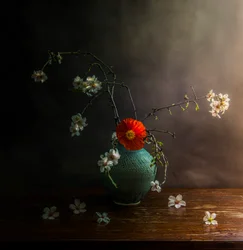 Flores de amapola melancólicas