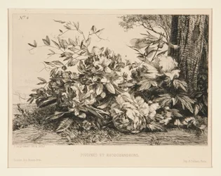 peonias y rododendros