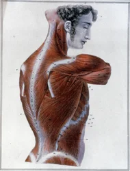 Músculos de la espalda