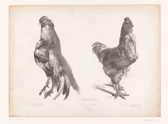 Estudio de un pollo vivo y muerto Estudios con animales (título de la serie) Petites études d