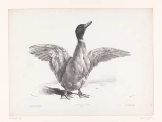Estudio de un pato con alas extendidas Estudios con animales (título de la serie) Petites études d