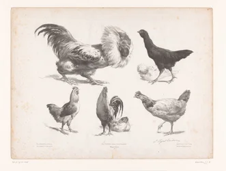 Estudios de diferentes tipos de pollos. Estudios con animales (título de la serie) Petites études d