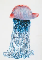 Medusa (Physalis pelagic), Brasil, dibujo de Jules Louis Lejeun (1804-1851), extraído de Voyage autour du monde, de Louis Isidore Duperrey (1786-1865), Francia