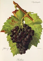 Uva Bellino por J. Troncy